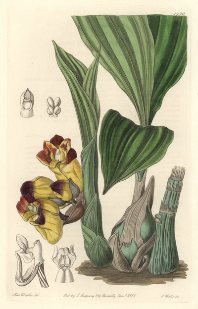 兰花Acanthephippium bicolor，原产于斯里兰卡--S. Watts根据Sarah Anne Drake（1803-1857）的插图制作的水，来自《植物志》。 作者 Sydenham Teast Edwards