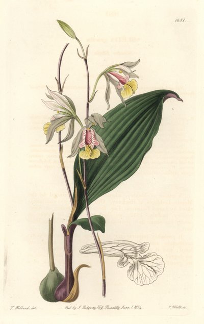 Orchidee, American Bletia - Water Forte by S. Watts from an illustration by T. Holland, from the Botanical Register 作者 西德纳姆·泰斯特·爱德华兹