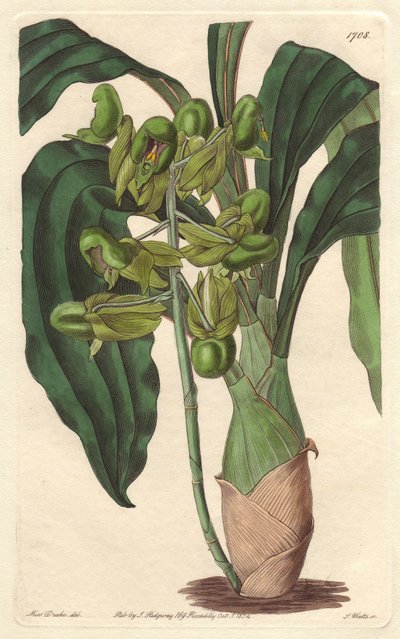 Orchidee Catasetum，原产于巴西--S.Watts根据Sarah Anne Drake（1803-1857）的插图创作的Water forte，出自《植物志》。 作者 西德纳姆·泰斯特·爱德华兹