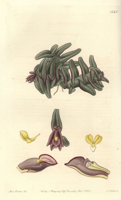 中美洲的Orchidee epidendrum - Epidendrum schlechterianum兰花（紫色nanodes，Nanodes discolor）。S. Watts根据Sydenham Edwards的《植物志》中Sarah Drake小姐的插图进行的手绘铜版画，Ridgeway, Lon 作者 西德纳姆·泰斯特·爱德华兹