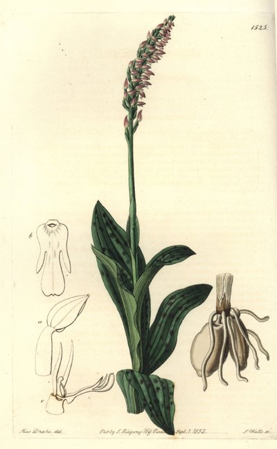 Orchidee neotine - 密花兰，Neotinea maculata（One-sized aceras, Aceras secundiflora）。S. Watts根据Sydenham Edwards的《植物志》中Sarah Drake小姐的插图进行的手绘铜版画，Ridgeway，伦敦 作者 西德纳姆·泰斯特·爱德华兹