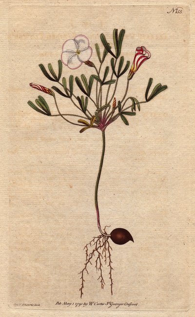 小苏木（Oxalis）有白色条纹的花朵和糖果粉色，原产于非洲。条纹花木苏木，花色为粉红色的糖果色条纹白花。原产于非洲。斑纹木贼（Oxalis versicolor）。手绘铜版画，出自植物学插图，作者是 作者 西德纳姆·泰斯特·爱德华兹