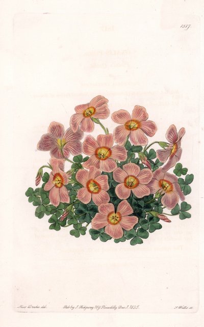 Oxalis Variete - S.Watts雕刻的图版，来自Sarah Anne Drake（1803-1857）的插图，出自英国Sydenham Edwards（1768-1819）的植物学登记册。 作者 西德纳姆·泰斯特·爱德华兹