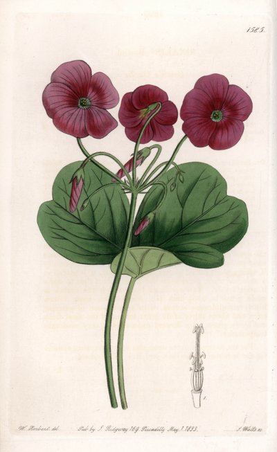 Oxalis de Bowie--由S.Watts雕刻的图版，来自Sarah Anne Drake（1803-1857）的插图，出自英国Sydenham Edwards（1768-1819）的植物学登记册。 作者 西德纳姆·泰斯特·爱德华兹