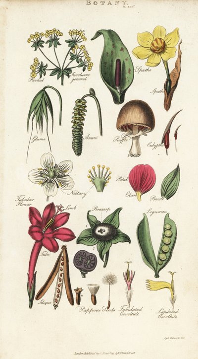 花的各部分，包括花瓣、蜜腺、颖片、种子、佛焰苞、苞叶、豆蔻等。根据Sydenham Edwards设计的手绘铜版画，出自John Mason Good的Pantologia，一部新的百科全书，G. Kearsley，伦敦 作者 西德纳姆·泰斯特·爱德华兹
