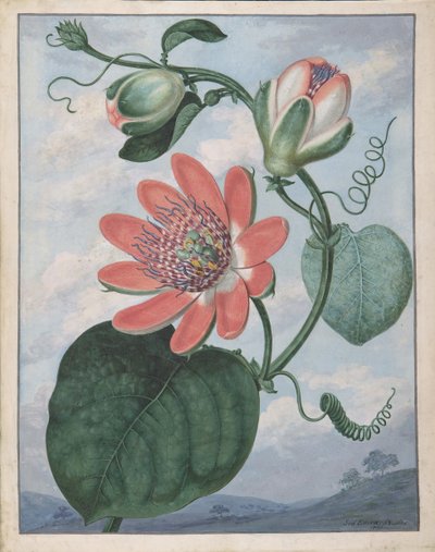 西番莲，1799年。 作者 西德纳姆·泰斯特·爱德华兹