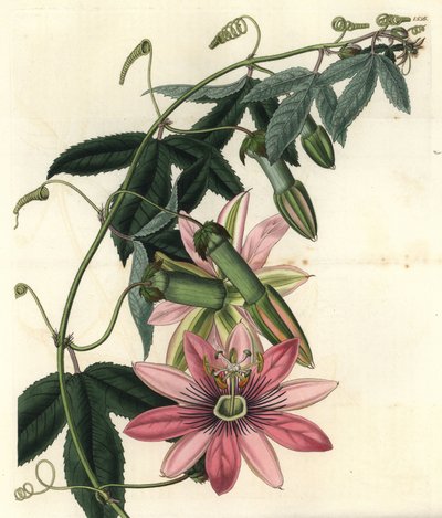 Passion Variete - Poro poro, Passiflora pinnatistipula（Mrs. Marryat
