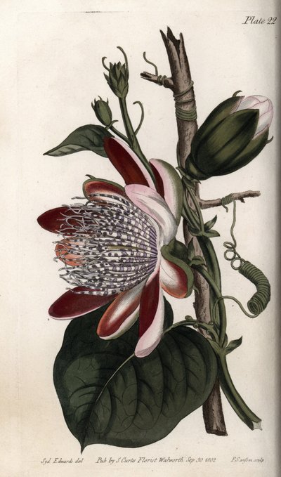 西番莲，花蕾和花朵。彩色铜版画，由Sydenham Edwards（1768-1819）为兰贝斯植物园（英国）的植物学会议提供的插图。 作者 西德纳姆·泰斯特·爱德华兹