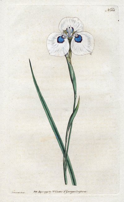 孔雀鸢尾花--西登纳姆-爱德华兹（1768-1819）的石版画，版式来自威廉-柯蒂斯的植物杂志（1746-1799）。 作者 西德纳姆·泰斯特·爱德华兹