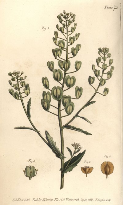 Pennycress, Thlaspi arvense, Siliculosa.F. Sansom的手绘铜版画，是Sydenham Edwards为William Curtis在兰贝斯植物园的植物学讲座所做的植物学插图。 作者 西德纳姆·泰斯特·爱德华兹