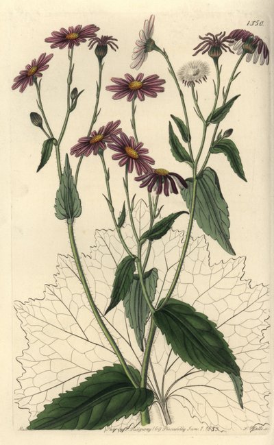 Pericallis tussilaginis (Coltsfoot-leaved groundsel, Senecio tussilaginis)。S. Watts根据Sydenham Edwards的《植物志》中Sarah Drake小姐的插图进行的手绘铜版画，伦敦Ridgeway。 作者 西德纳姆·泰斯特·爱德华兹