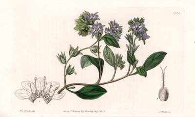 加州特有的Phacelia--S.Watts雕刻的，来自Sarah Anne Drake（1803-1857）的插图，出自英国Sydenham Edwards（1768-1819）的植物学登记册。 作者 西德纳姆·泰斯特·爱德华兹