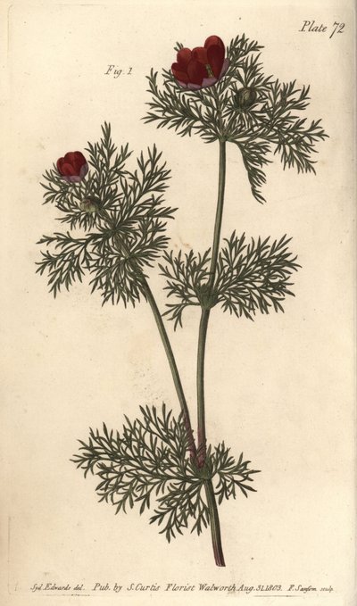 雉鸡眼，Adonis annua，Polygynia，雌雄同体的花，有许多小花蕊。F. Sansom的手绘铜版画，是Sydenham Edwards为William Curtis的植物学讲座所做的植物学插图，该讲座于2008年在植物园举行。 作者 西德纳姆·泰斯特·爱德华兹