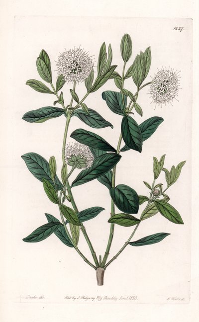 Pimelea Variete - S.Watts雕刻的图版，来自Sarah Anne Drake（1803-1857）的插图，出自英国Sydenham Edwards（1768-1819）的植物学登记册。 作者 西德纳姆·泰斯特·爱德华兹