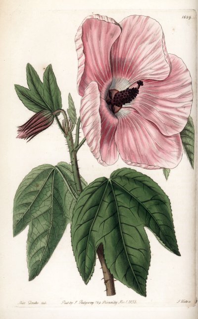 粉红色的芙蓉花--S.Watts雕刻的图版，出自莎拉-安妮-德雷克（1803-1857）的插图，出自英国西登纳姆-爱德华兹（1768-1819）的植物学登记册。 作者 西德纳姆·泰斯特·爱德华兹