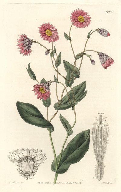 粉红色的杜鹃花，原产于澳大利亚--S. Watts strong water，来自Sarah Anne Drake（1803-1857）的插图，出自《植物志》。 作者 西德纳姆·泰斯特·爱德华兹