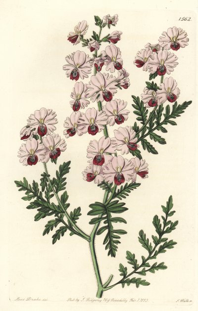 穷人的兰花，矮小的凤尾兰品种，凤尾兰（Schizanthus pinnatus humilis）。S. Watts根据Sydenham Edwards的《植物志》中Sarah Drake小姐的插图进行的手绘铜版画，伦敦Ridgeway。 作者 西德纳姆·泰斯特·爱德华兹