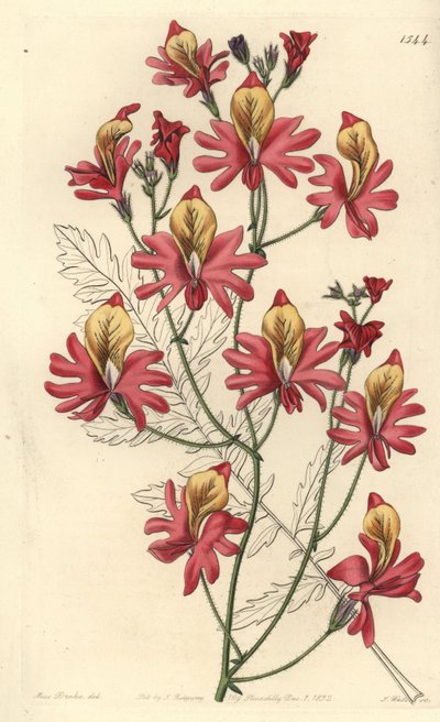 穷人的兰花，Schizanthus grahamii（Blunt-petalled schizanthus，Schizanthus retus）。S. Watts根据Sydenham Edwards的《植物志》中Sarah Drake小姐的插图进行的手绘铜版画，Ridgeway，伦敦 作者 西德纳姆·泰斯特·爱德华兹