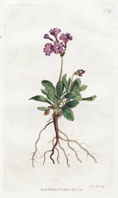 Primevere marginee - Sydenham Edwards（1768-1819）的石版画，版式来自William Curtis的植物杂志（1746-1799）。 作者 西德纳姆·泰斯特·爱德华兹