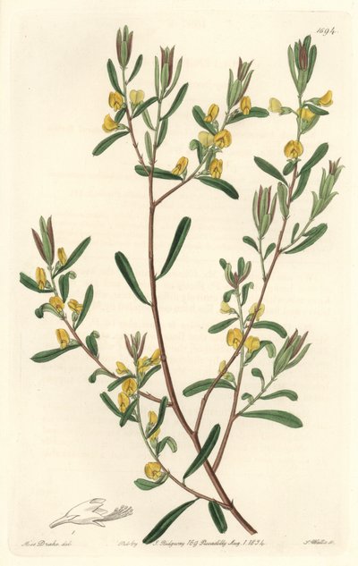 Pultanea flexilis，原产于澳大利亚--S. Watts strong water，来自Sarah Anne Drake（1803-1857）的插图，出自《植物志》。 作者 西德纳姆·泰斯特·爱德华兹
