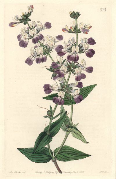 紫色的中国宝塔，原产于加利福尼亚--S.Watts Strong Water来自Sarah Anne Drake（1803-1857）的插图，来自《植物志》。 作者 西德纳姆·泰斯特·爱德华兹