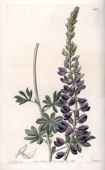 紫色羽扇豆变种--由S.Watts雕刻，出自莎拉-安妮-德雷克（1803-1857）的插图，出自英国西登纳姆-爱德华兹（1768-1819）的植物学记录。 作者 西德纳姆·泰斯特·爱德华兹