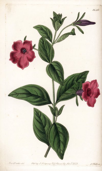 紫色花矮牵牛 - S.Watts 雕刻的盘子，来自 Sarah Anne Drake (1803-1857) 的插图，来自英国 Sydenham Edwards (1768-1819) 的植物名录 作者 Sydenham Teast Edwards