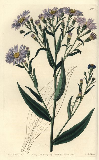 紫花翠菊变种--Symphyotrichum laeve（光滑翠菊，Aster laevis）。S. Watts根据Sydenham Edwards的《植物志》中Sarah Drake小姐的插图进行的手绘铜版画，伦敦Ridgeway。 作者 西德纳姆·泰斯特·爱德华兹