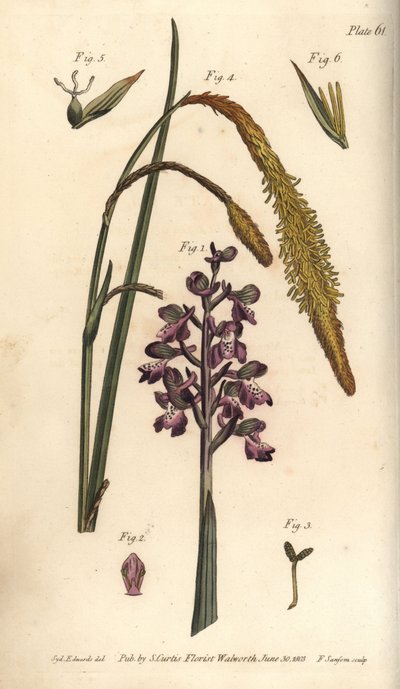 紫色的兰花，Orchis mascula，Gynandria 作者 西德纳姆·泰斯特·爱德华兹