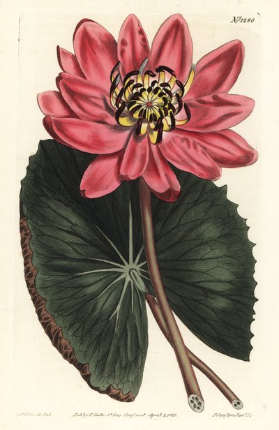 红莲 - 红花睡莲，睡莲。 由 F. Sansom Jr. 手工彩色铜版雕刻，由来自伦敦 T. Curtis 威廉柯蒂斯植物学杂志的 Sydenham Edwards 绘制 作者 西德纳姆·泰斯特·爱德华兹