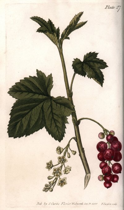 红醋栗。彩色铜版画，由Sydenham Edwards（1768-1819）为兰贝斯植物园（英国）的植物学会议提供的插图。 作者 西德纳姆·泰斯特·爱德华兹