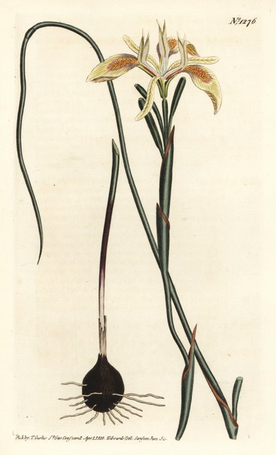 卷叶海棠，Moraea angusta。F. Sansom Jr.根据Sydenham Edwards的插图进行的手绘铜版画，出自William Curtis的植物学杂志，T. Curtis，伦敦 作者 西德纳姆·泰斯特·爱德华兹