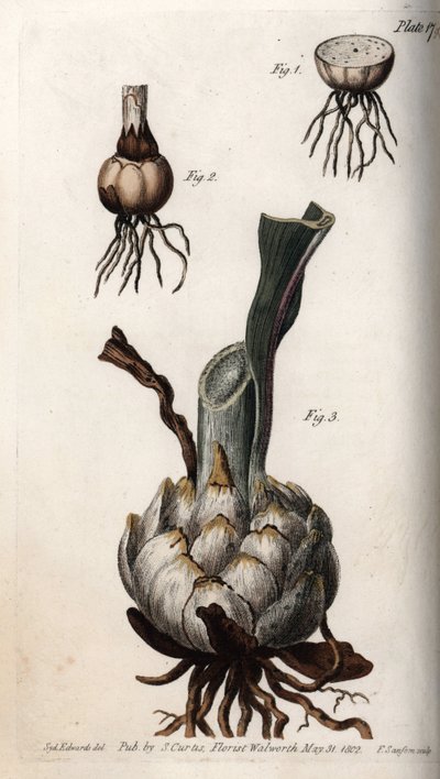 百合花的根部和球茎。彩色铜版画，由Sydenham Edwards（1768-1819）为兰贝斯植物园（英国）的植物学会议提供的插图。 作者 西德纳姆·泰斯特·爱德华兹