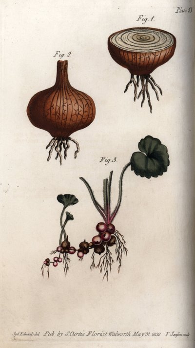 洋葱和虎耳草的根和鳞茎，颗粒或所谓的鳞茎。彩色铜版画，由Sydenham Edwards（1768-1819）为兰贝斯植物园（英国）的植物学会议提供的插图。 作者 西德纳姆·泰斯特·爱德华兹