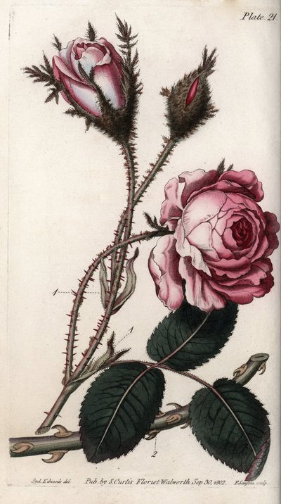 玫瑰，玫瑰花百叶。彩色铜版画，由Sydenham Edwards（1768-1819）为兰贝斯植物园（英国）植物学会议绘制的插图。 作者 西德纳姆·泰斯特·爱德华兹