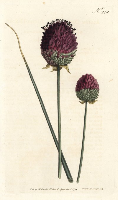 圆头大蒜，Allium sphaerocephalon（紫头大蒜，Allium descendens）。Sansom根据Sydenham Edwards的插图进行的手绘铜版画，出自William Curtis的植物杂志，伦敦 作者 西德纳姆·泰斯特·爱德华兹