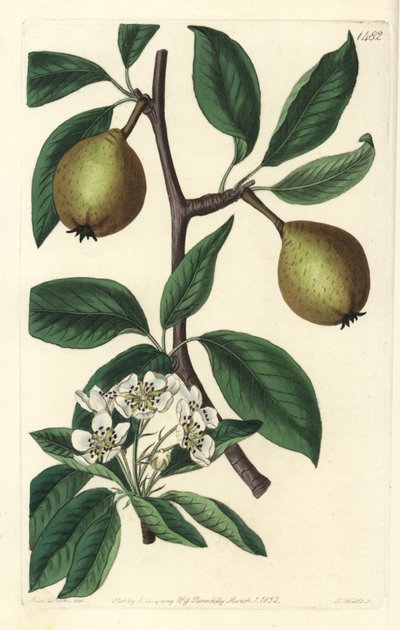 鼠尾草叶梨--鼠尾草叶梨，Pyrus salviifolia（Pyrus salvifolia）。S. Watts根据Sarah Drake的插图进行的手绘铜版画，出自伦敦Ridgeway的Sydenham Edwards《植物志》。 作者 西德纳姆·泰斯特·爱德华兹
