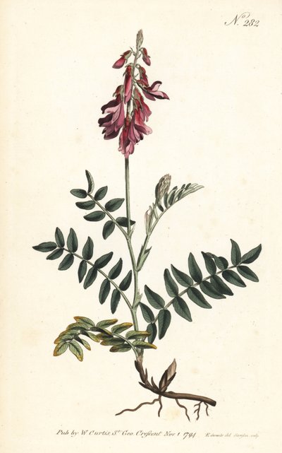 Sainfoin des Alpes--阿尔卑斯山圣女果，Hedysarum hedysaroides (Creeping rooted hedysarum obscurum)--Sansom根据Sydenham Edwards的插图绘制的手绘铜版画，出自伦敦William Curtis的植物杂志。 作者 Sydenham Teast Edwards