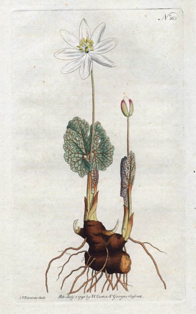 Sanguinaire du Canada - Sydenham Edwards（1768-1819）的石版画，版式来自William Curtis的植物杂志（1746-1799）。 作者 西德纳姆·泰斯特·爱德华兹