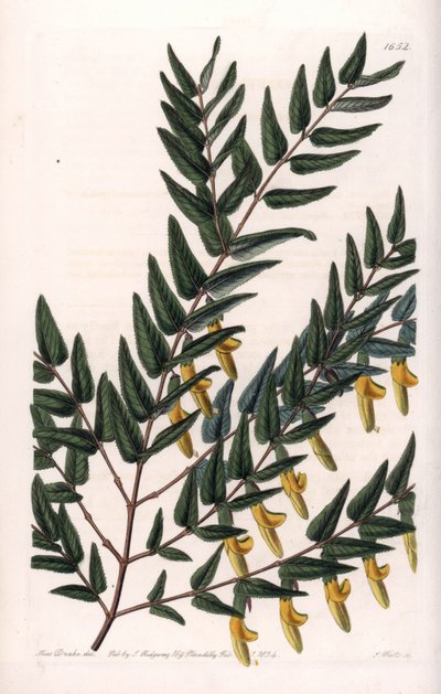 Scotia a smooth branches - S.Watts雕刻的图版，来自Sarah Anne Drake（1803-1857）的插图，出自英国Sydenham Edwards（1768-1819）的植物学记录。 作者 西德纳姆·泰斯特·爱德华兹