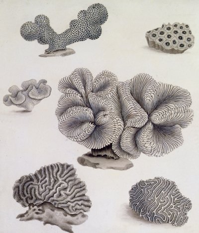 贝壳和海洋植物（铅笔、钢笔、墨水和水彩）（另见351985、351986和351987）。 作者 西德纳姆·泰斯特·爱德华兹