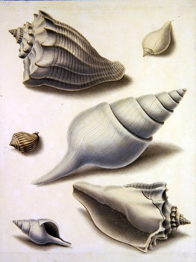 贝壳和海洋植物（纸上铅笔、钢笔、墨水和水彩）（另见351984、351985和351987）。 作者 西德纳姆·泰斯特·爱德华兹