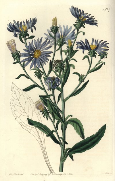 闪亮的翠菊，壮观的翠菊。 S. Watts 手绘铜版画，由来自伦敦里奇韦 Sydenham Edwards