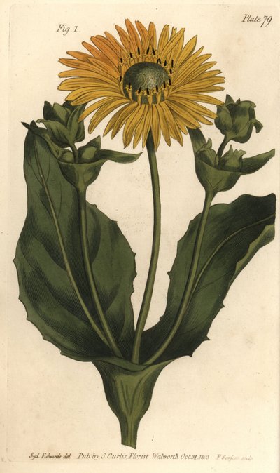 Silphium or rosinweed, Silphium asteriscus, Polygamia nessaria.F. Sansom的手绘铜版画，是Sydenham Edwards为William Curtis在兰贝斯植物园的植物学讲座所做的植物学插图。 作者 西德纳姆·泰斯特·爱德华兹