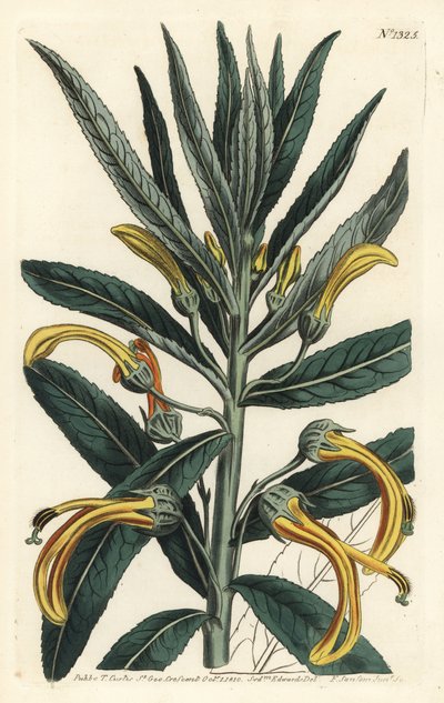 Siphocampylus giganteus，濒临灭绝（巨大的龙须菜，Lobelia gigantea）。F. Sansom Jr.根据Sydenham Edwards的插图进行的手绘铜版画，出自William Curtis的植物学杂志，T. Curtis，伦敦 作者 西德纳姆·泰斯特·爱德华兹