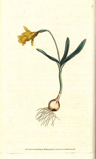 小水仙--最小的水仙，Narcissus pseudonarcissus亚种（Narcissus minor）。根据詹姆斯-索尔比的植物学插图进行的手绘铜版画，出自威廉-柯蒂斯的《植物学杂志》，伦敦兰贝斯沼泽地 作者 西德纳姆·泰斯特·爱德华兹