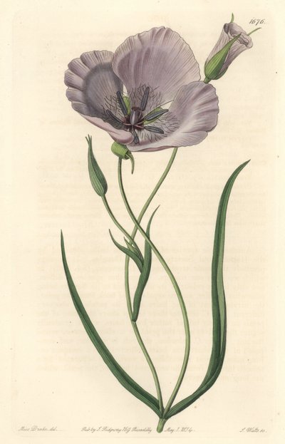 Splendid calochorte (splendid mariposa), native to California - Satiny calochortus or splendid mariposa lily, Calochortus splendens, Native to California - Handcoloured copperplate engraving S. Watts after an illustration by Miss Drake, from Sydenham Edwar 作者 西德纳姆·泰斯特·爱德华兹