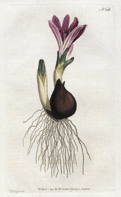 春天的球茎或钟乳石--西登汉姆-爱德华兹（1768-1819）的石版画，出自威廉-柯蒂斯的植物杂志（1746-1799）。 作者 西德纳姆·泰斯特·爱德华兹