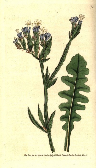 具有曲折叶子的Statice sinue或Limonium - 海薰衣草，Limonium sinuatum（紫杯statice或thrift，Statice sinuata）。根据威廉-柯蒂斯的《植物学杂志》中詹姆斯-索尔比的植物学插图进行的手绘铜版画。 作者 西德纳姆·泰斯特·爱德华兹