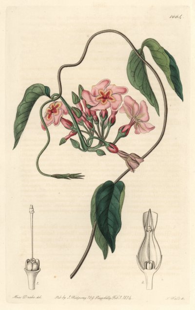 恒星石，原产于巴西--沃茨（S. Watts）根据莎拉-安妮-德雷克（1803-1857）的插图创作的Water forte，来自《植物志》。 作者 西德纳姆·泰斯特·爱德华兹